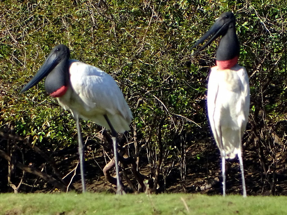 Brazil - South Pantanal