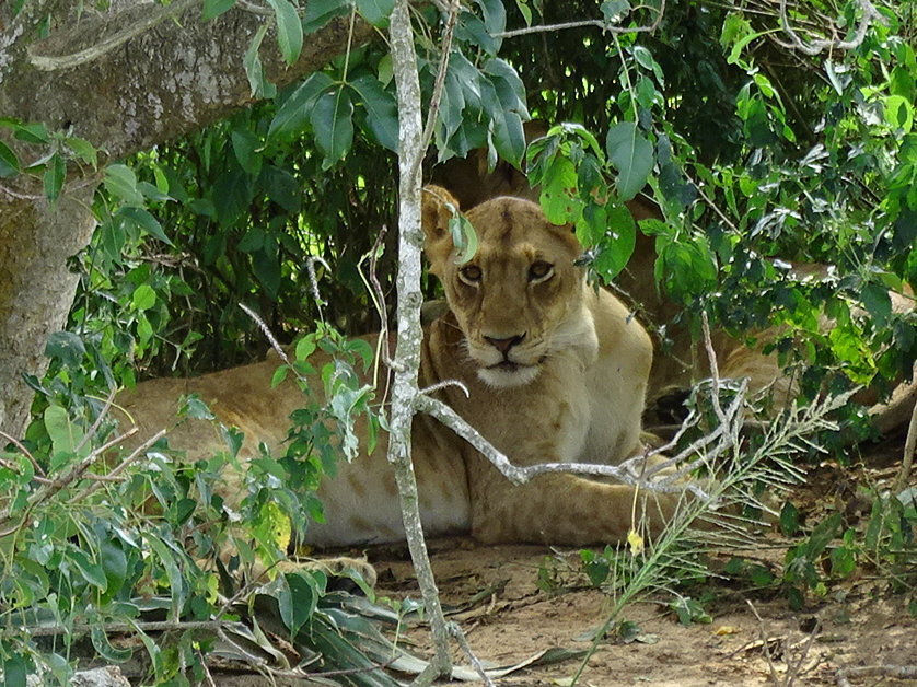 Uganda - Murchison Falls NP