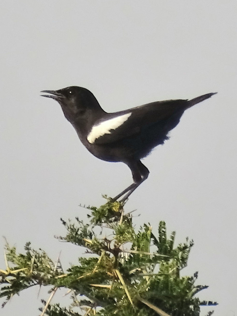 Uganda - Queen Elizabeth NP