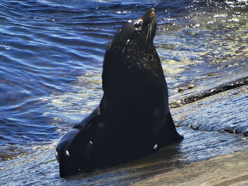 Australia - Kangaroo Island