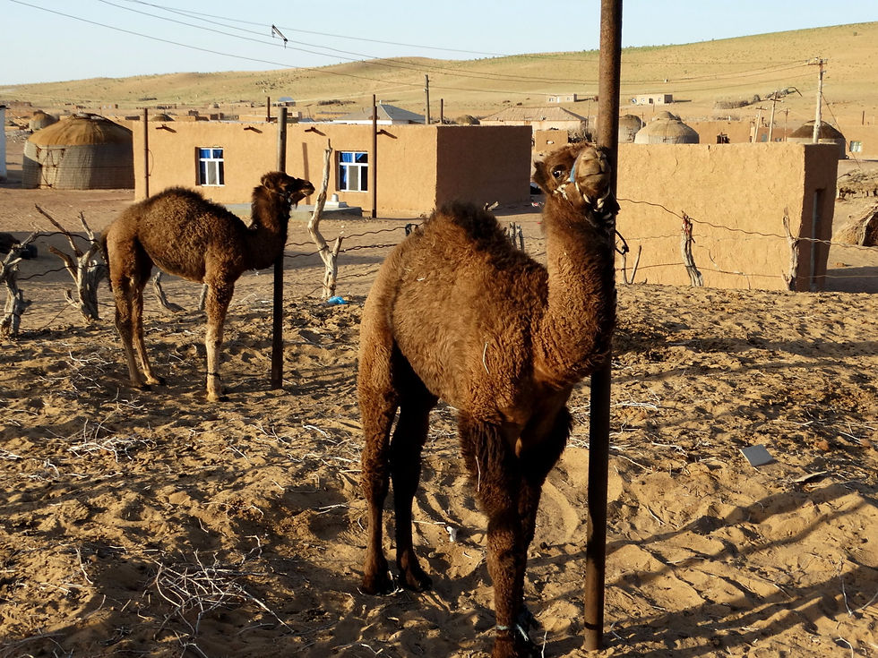 Turkmenistan - Karakum Desert