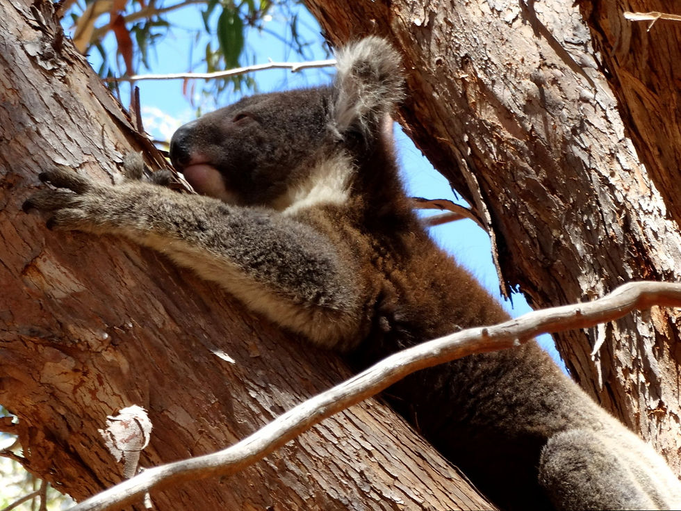 Australia - Kangaroo Island