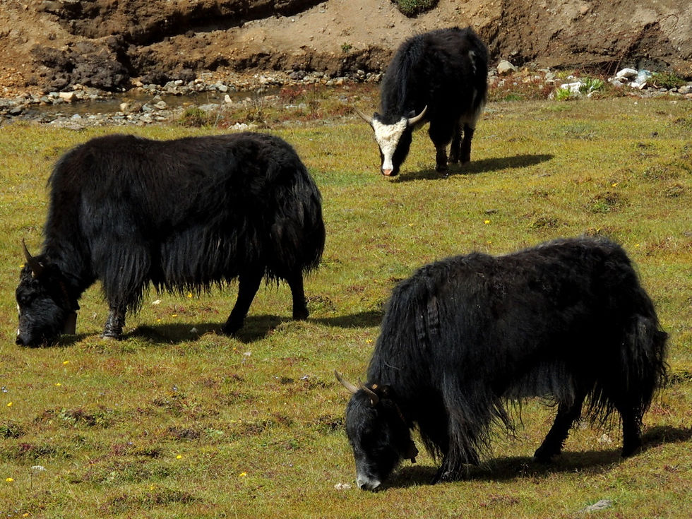 China - Yunnan - yaks
