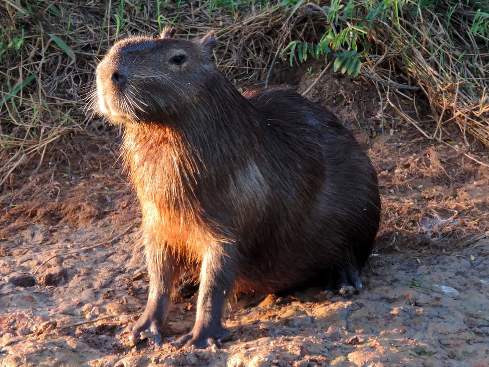 Brazil - Pantanal - capybara