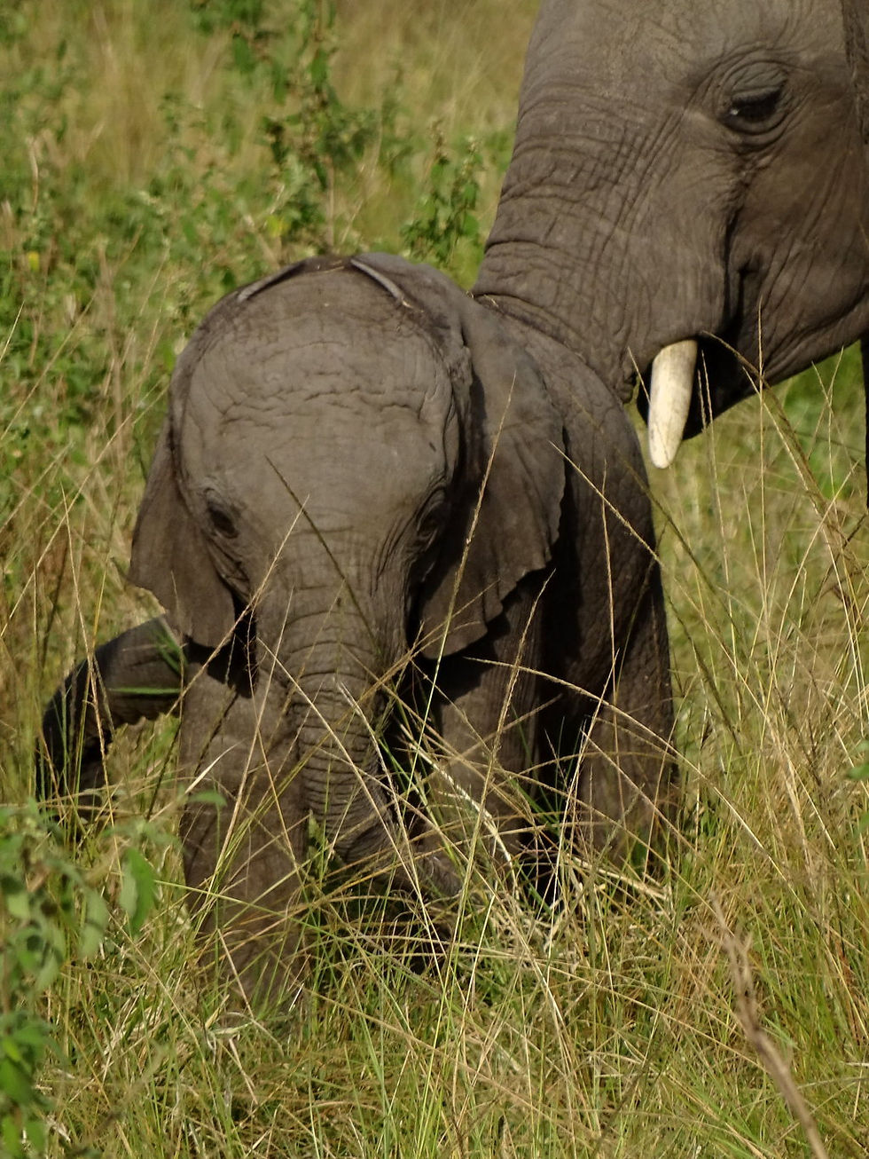 Kenya - Maasai-Mara Reserve