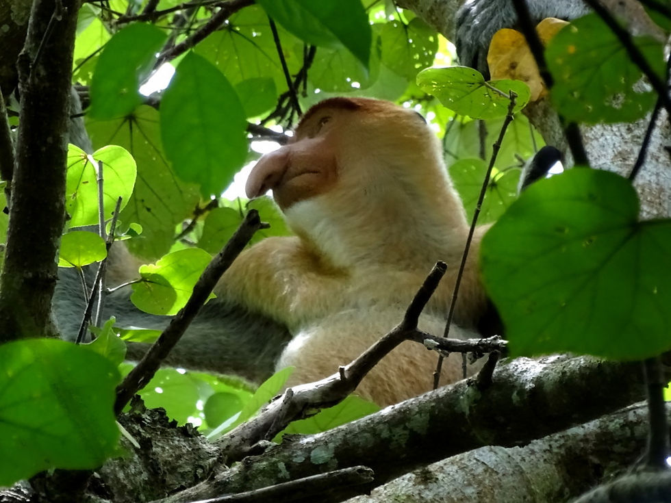 Malaysia - Borneo - Sarawak