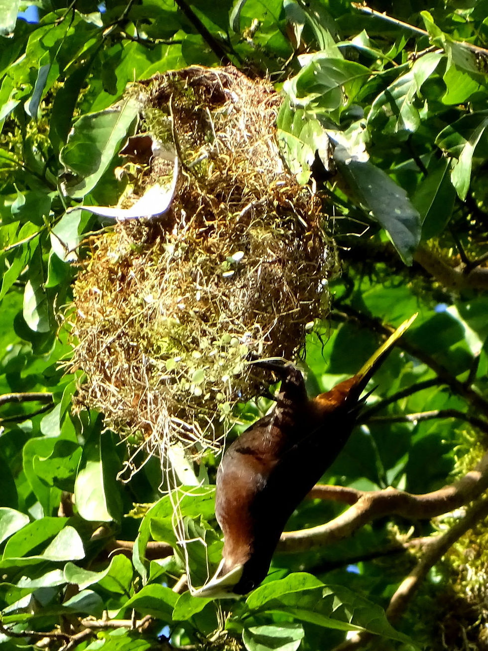 Costa Rica - Limon Province
