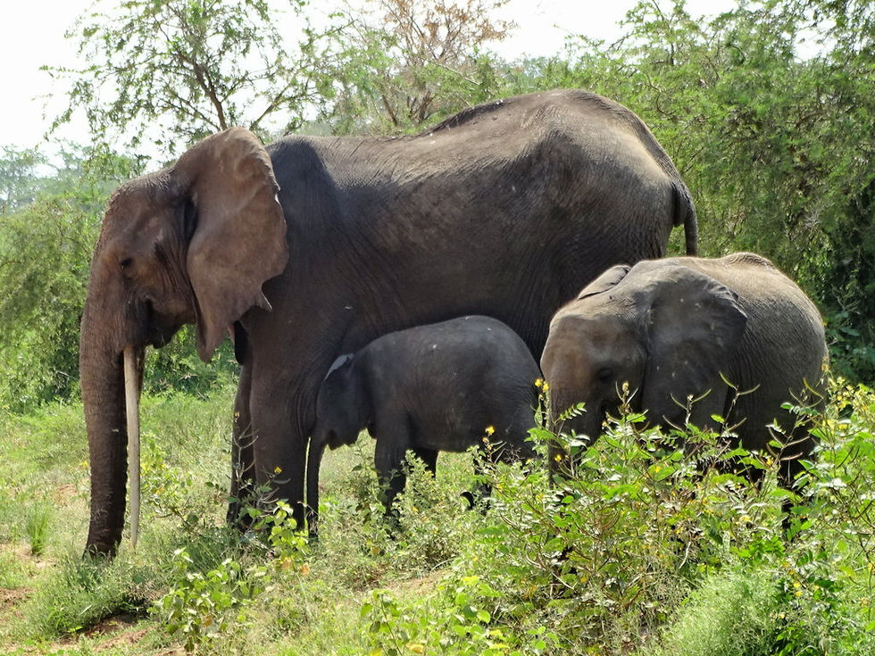 Uganda - Murchison Falls NP