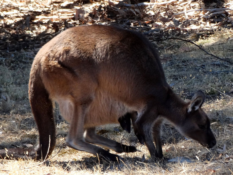 Australia - Kangaroo Island