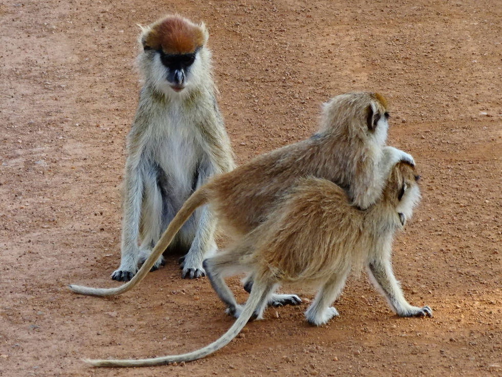 Uganda - Murchison Falls NP