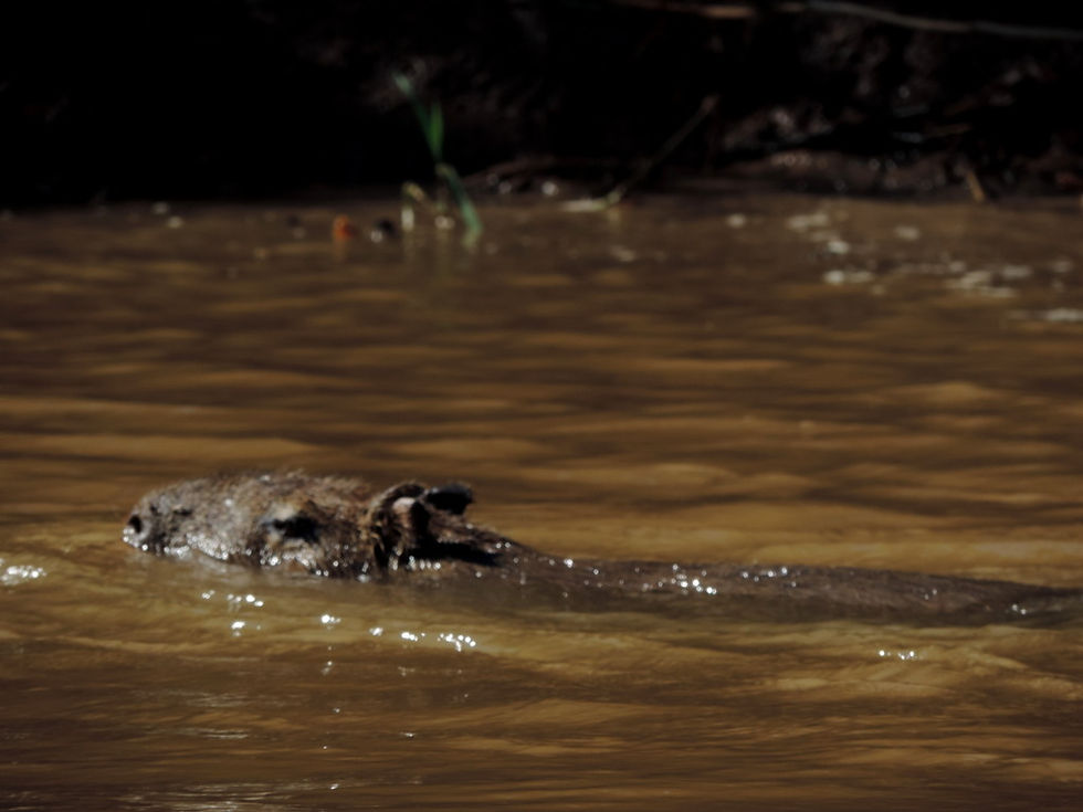 Brazil - North Pantanal