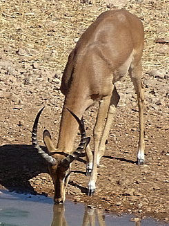 Namibia - Etosha NP