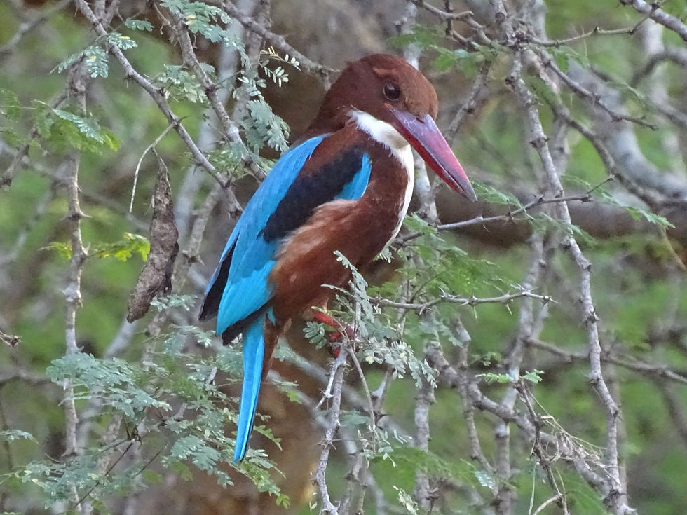 India - kingfisher