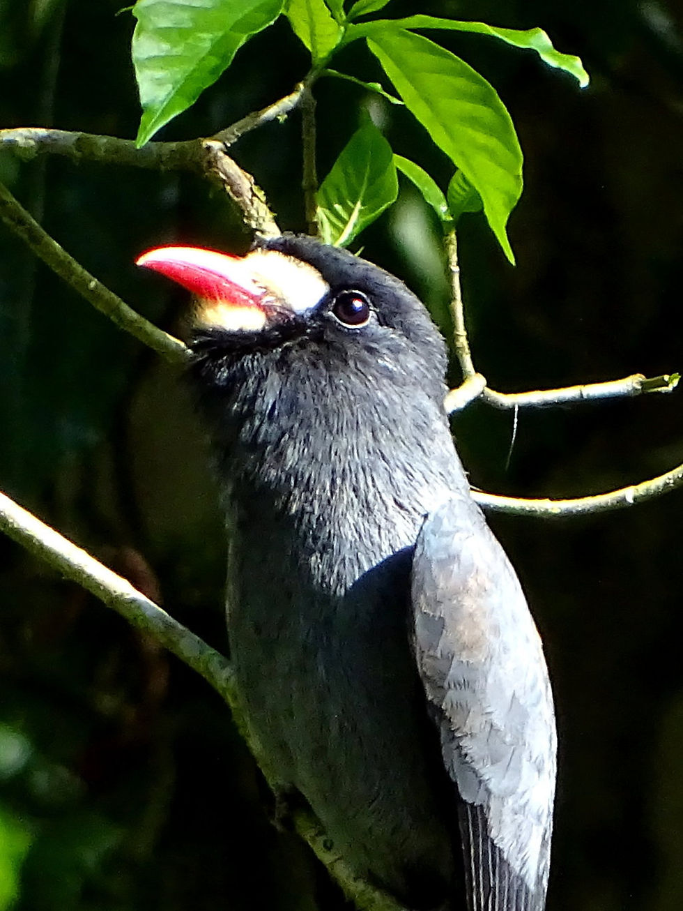 Costa Rica - Limon Province