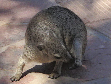 Namibia - Etosha NP
