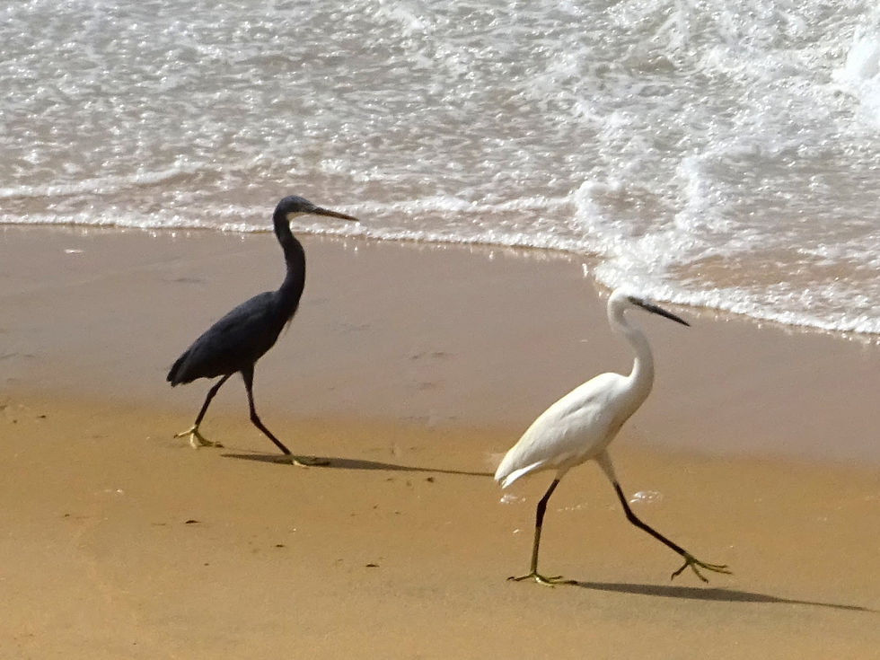 India - Kerala - Kovalam