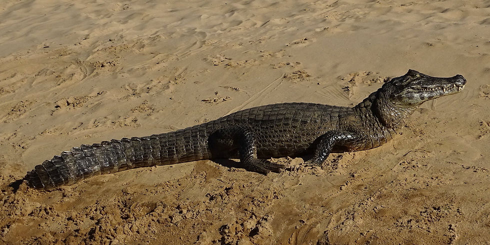 Brazil - South Pantanal