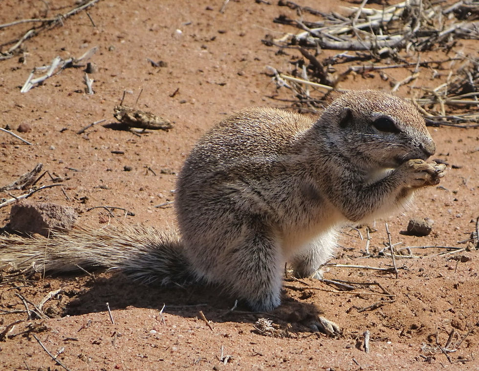 South Africa - Kalahari