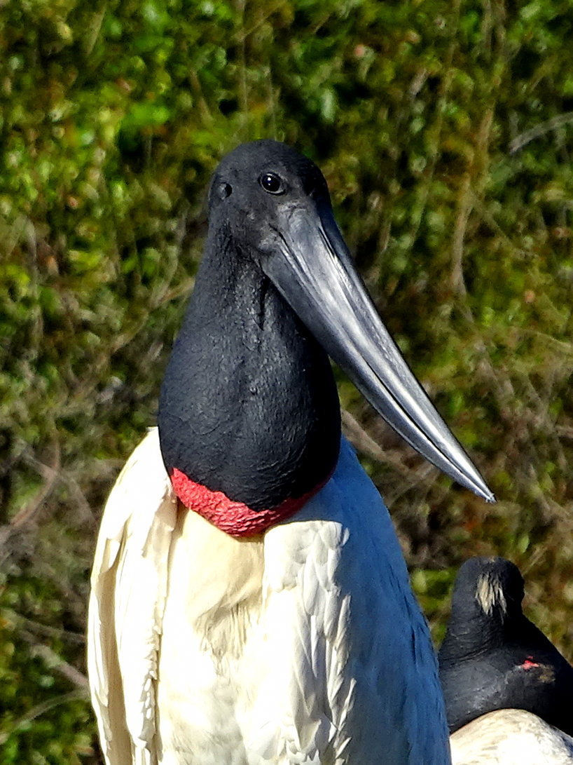 Brazil - South Pantanal