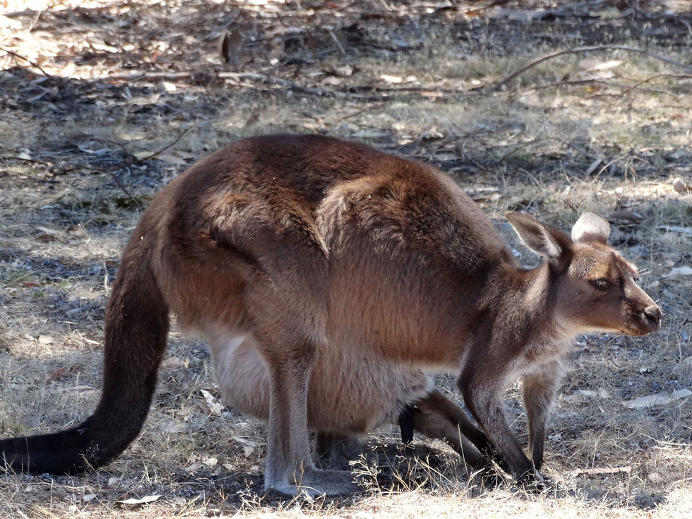 Australia - Kangaroo Island