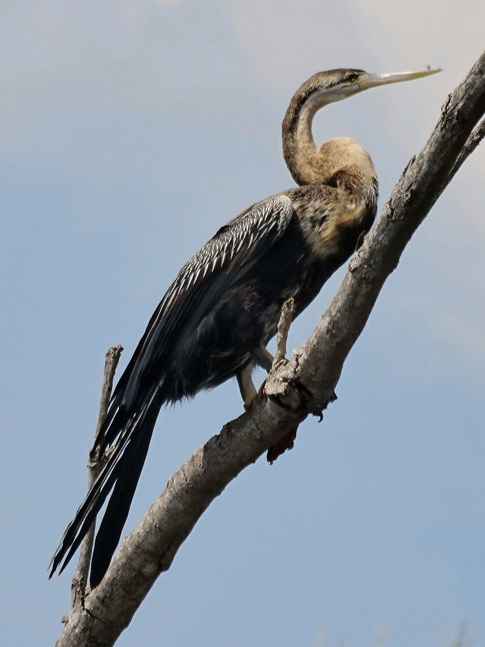Uganda - Murchison Falls NP