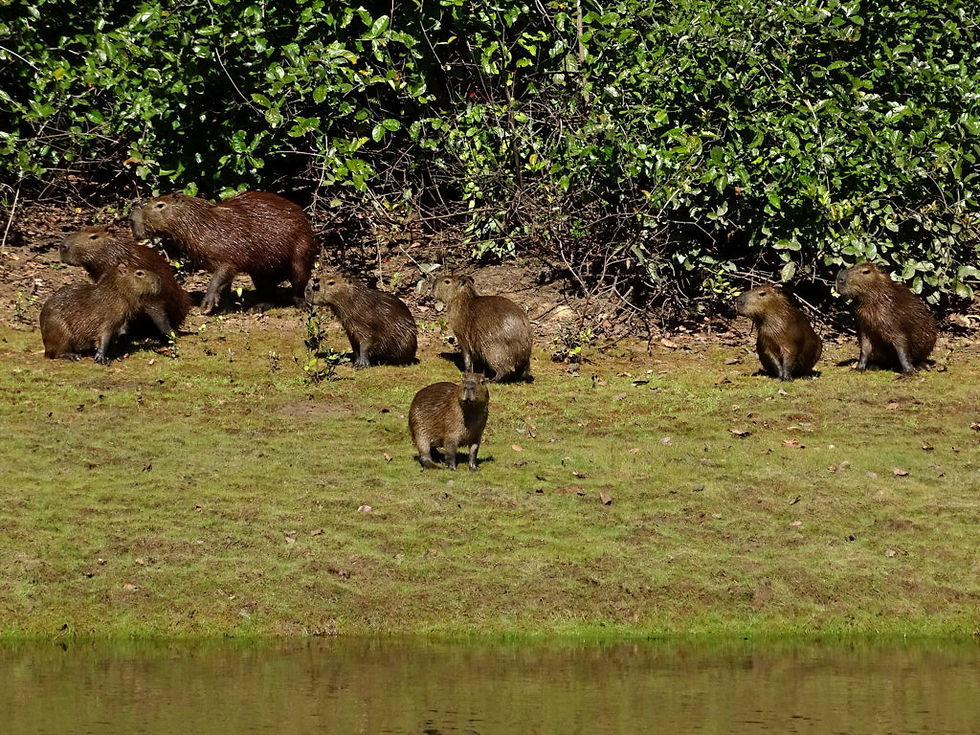 Brazil - South Pantanal