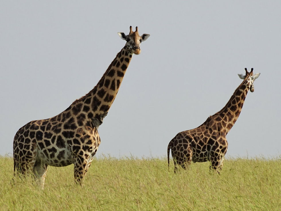 Uganda - Murchison Falls NP