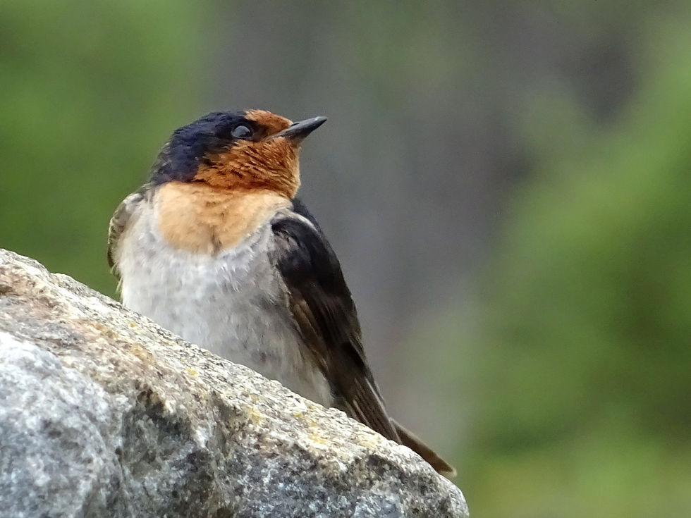 Australia - North Tasmania
