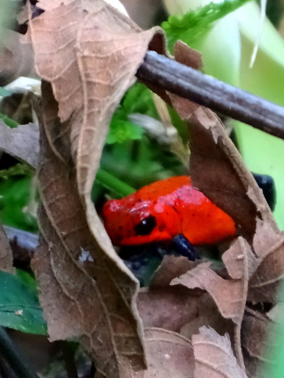 Costa Rica - Limon Province