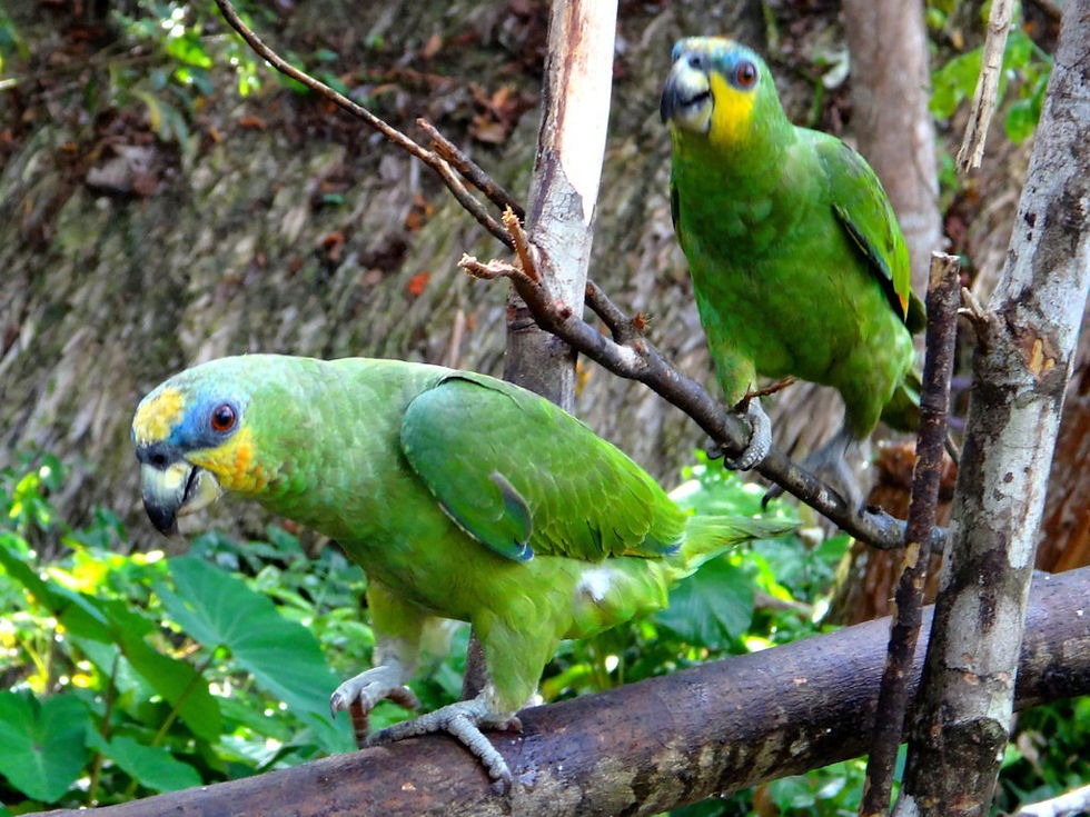 Venezuela - Orinoco Delta