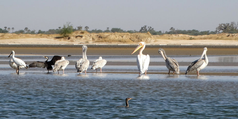 Senegal - Sine-Saloum Delta