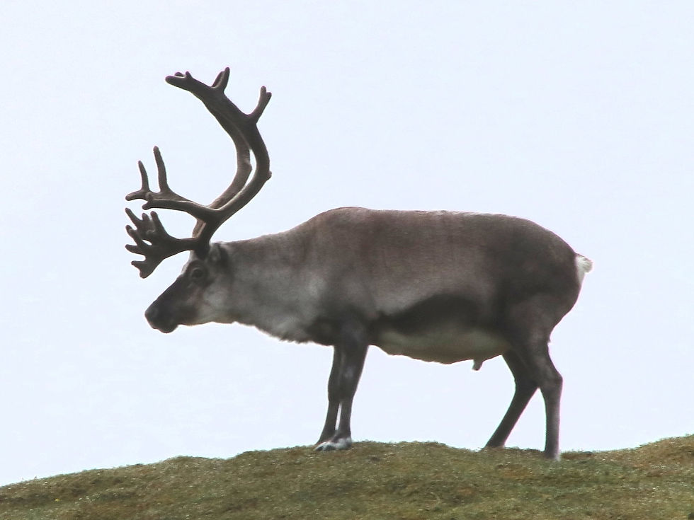 Norway - Svalbard