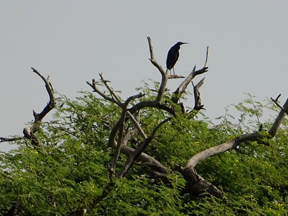 Senegal - around Saint-Louis