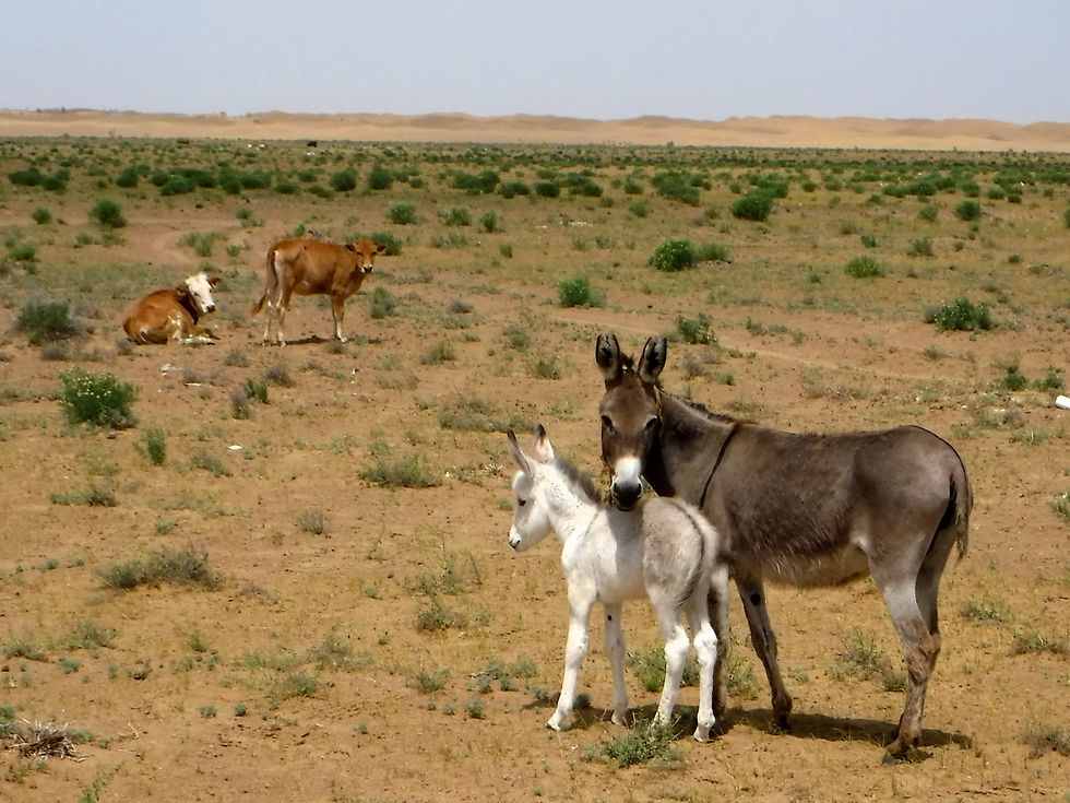 Turkmenistan - Karakum Desert