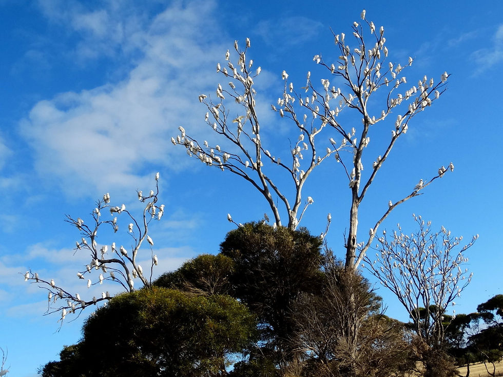 Australia - Kangaroo Island