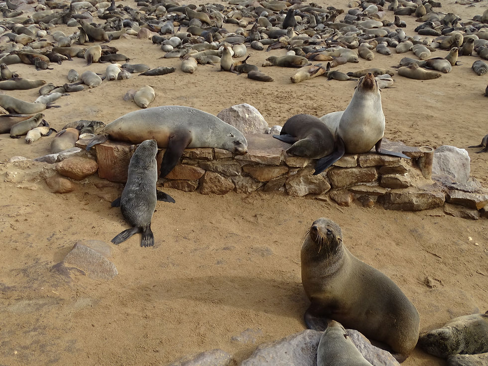 Namibia -Cape Cross - Seals