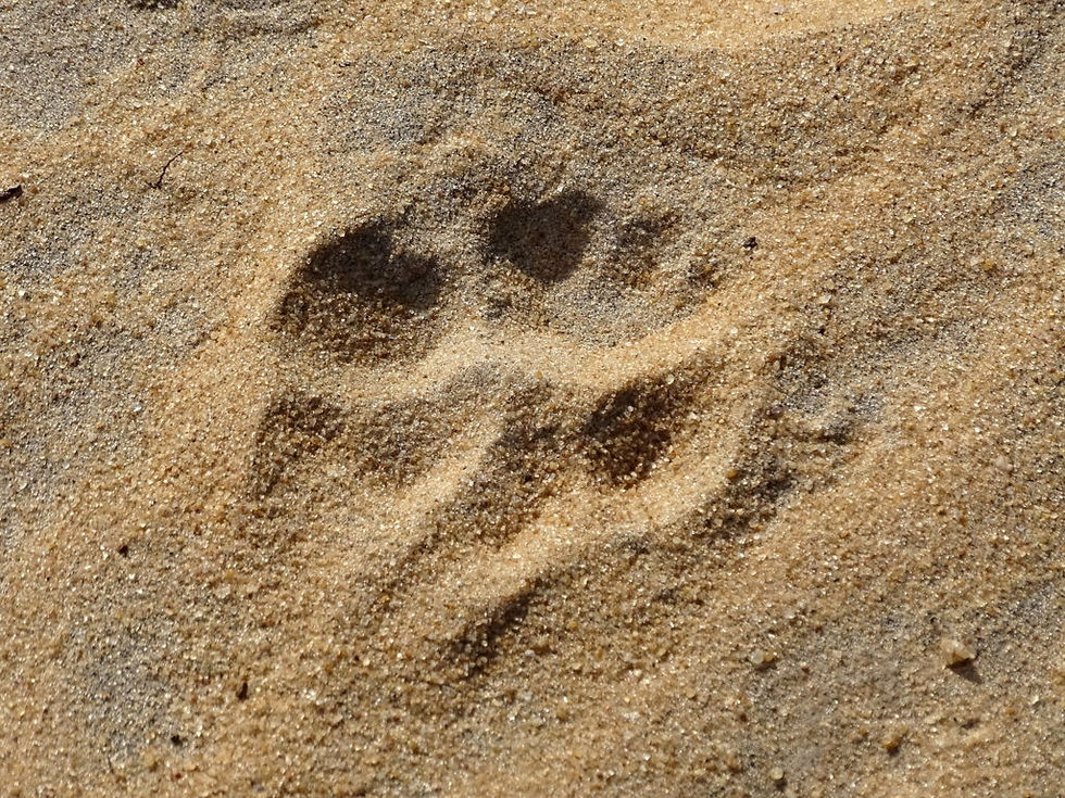 Sri Lanka - Wilpattu National Park
