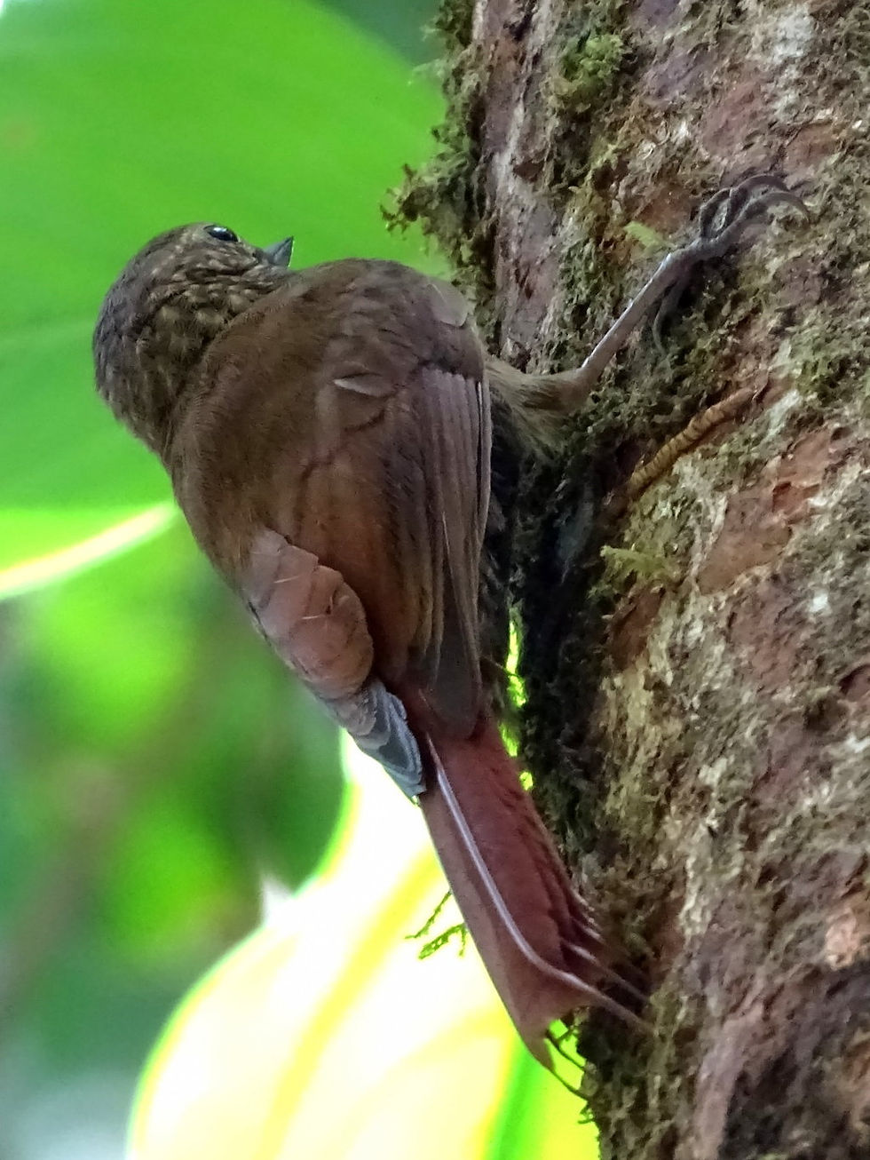 Costa Rica - Limon Province