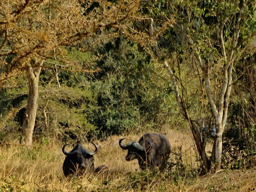 Uganda - Mboro NP