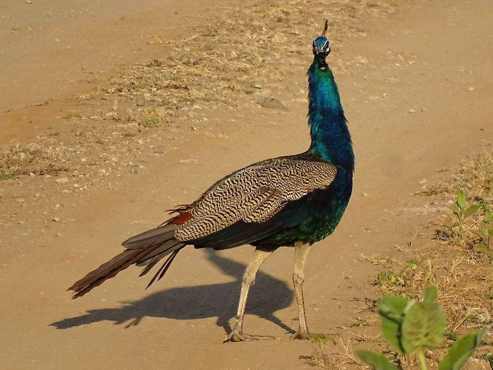 India - peacock (male)