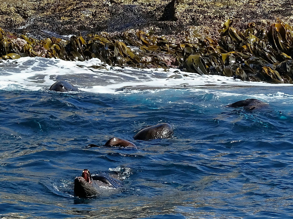 alia - Tasmania - Bruny island