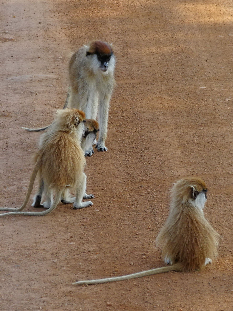 Uganda - Murchison Falls NP