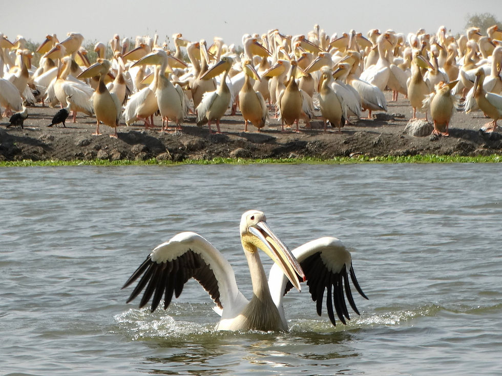 Senegal - around Saint-Louis