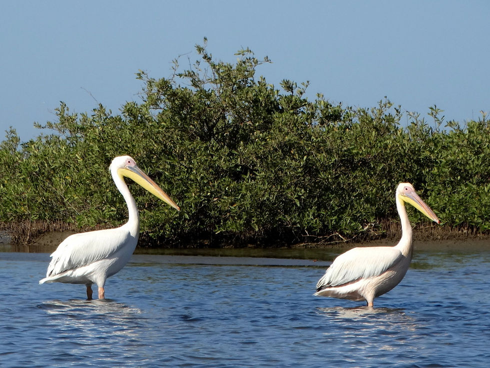 Senegal - Sine-Saloum Delta