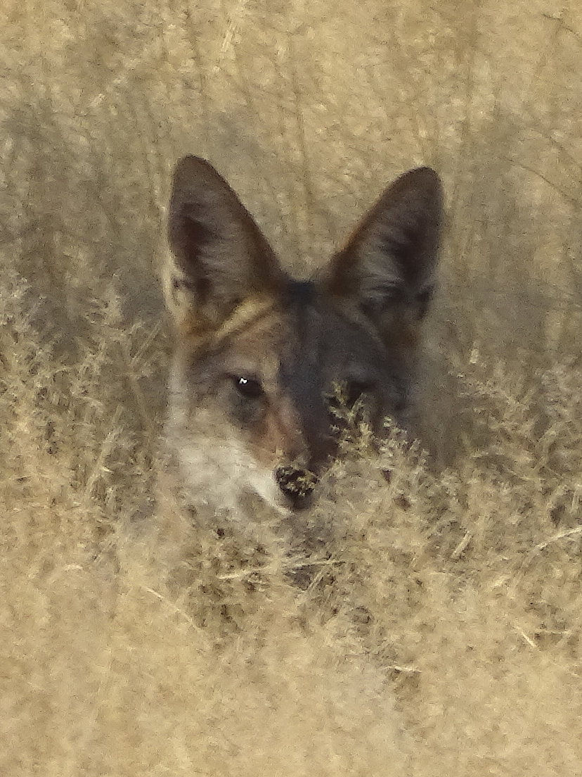 Namibia - Etosha NP