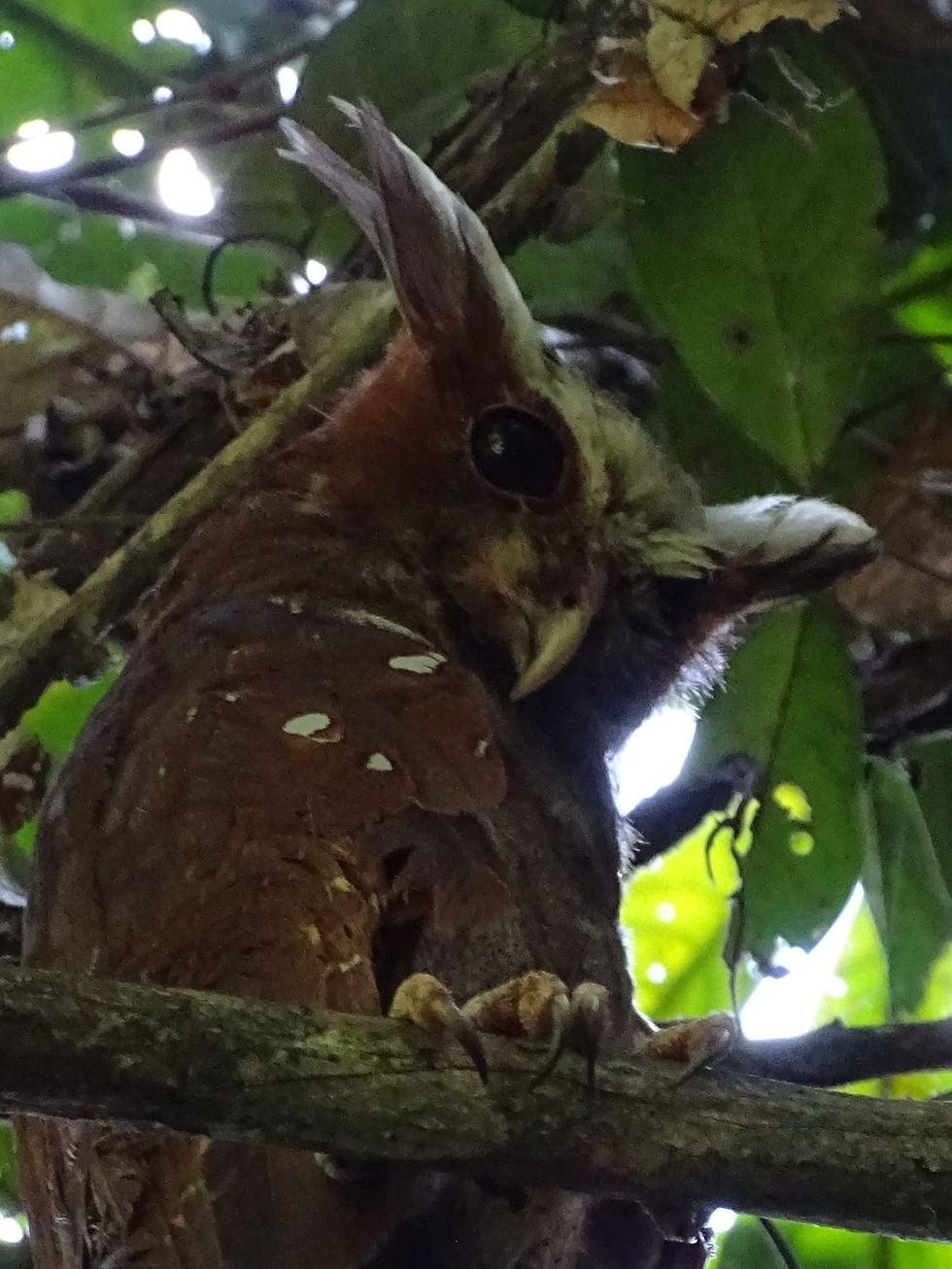 Suriname - Rainforest