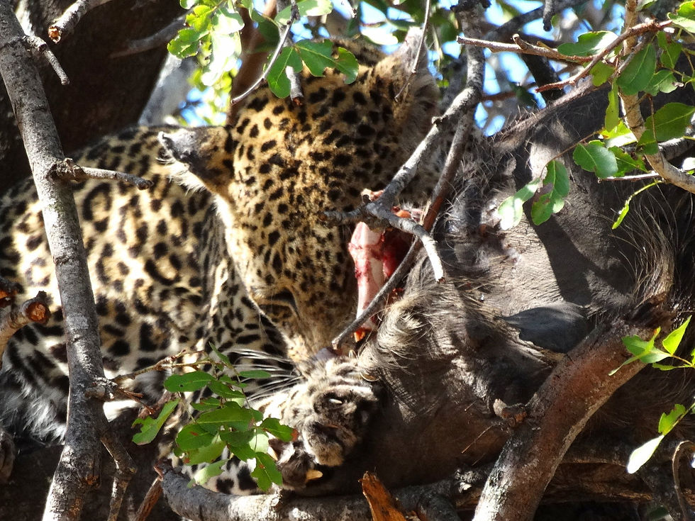 South Africa - Safari