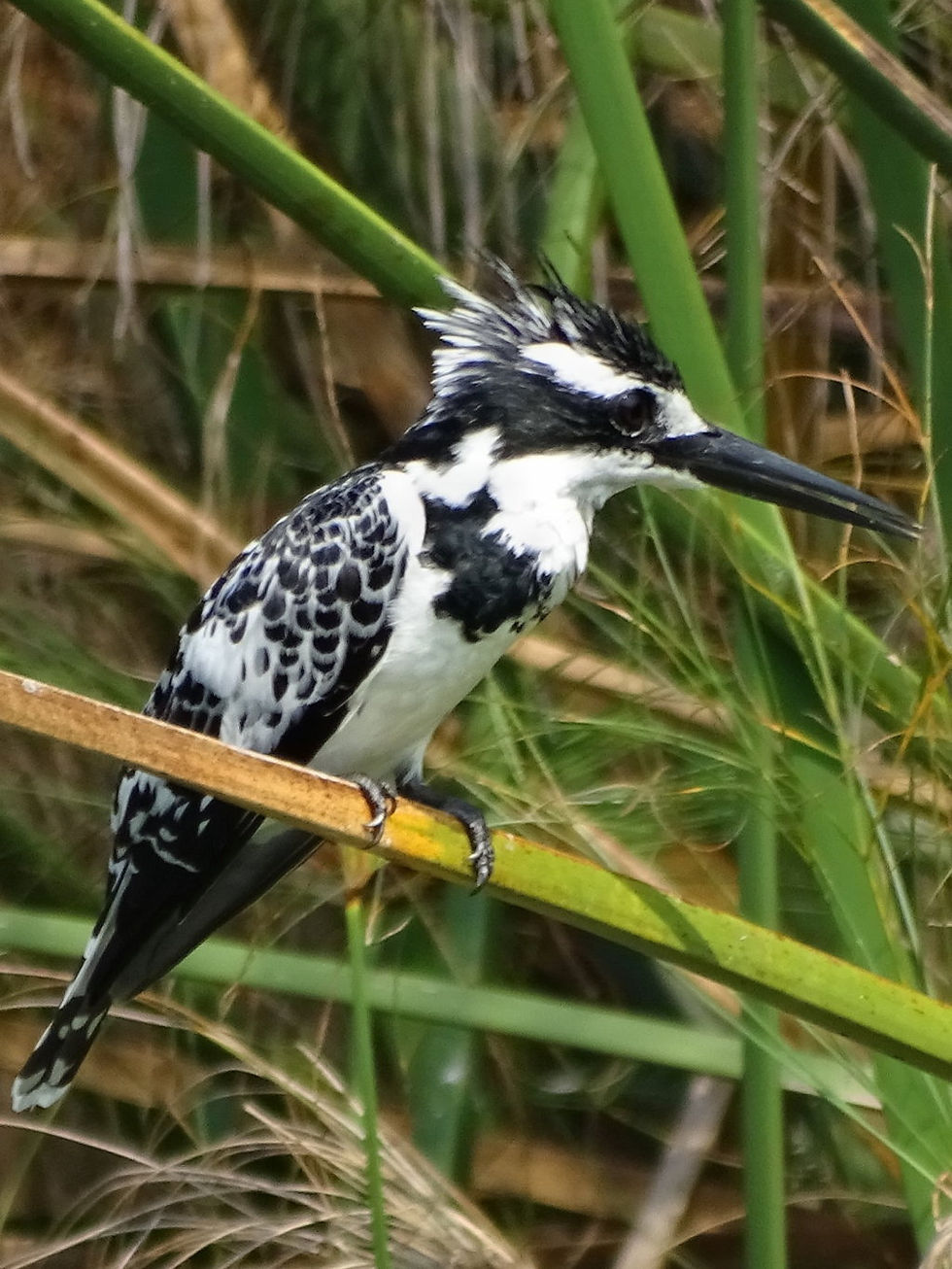 Uganda - Queen Elizabeth NP