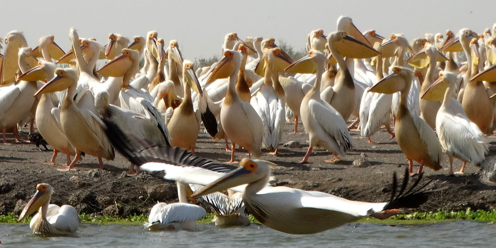 Senegal - around Saint-Louis