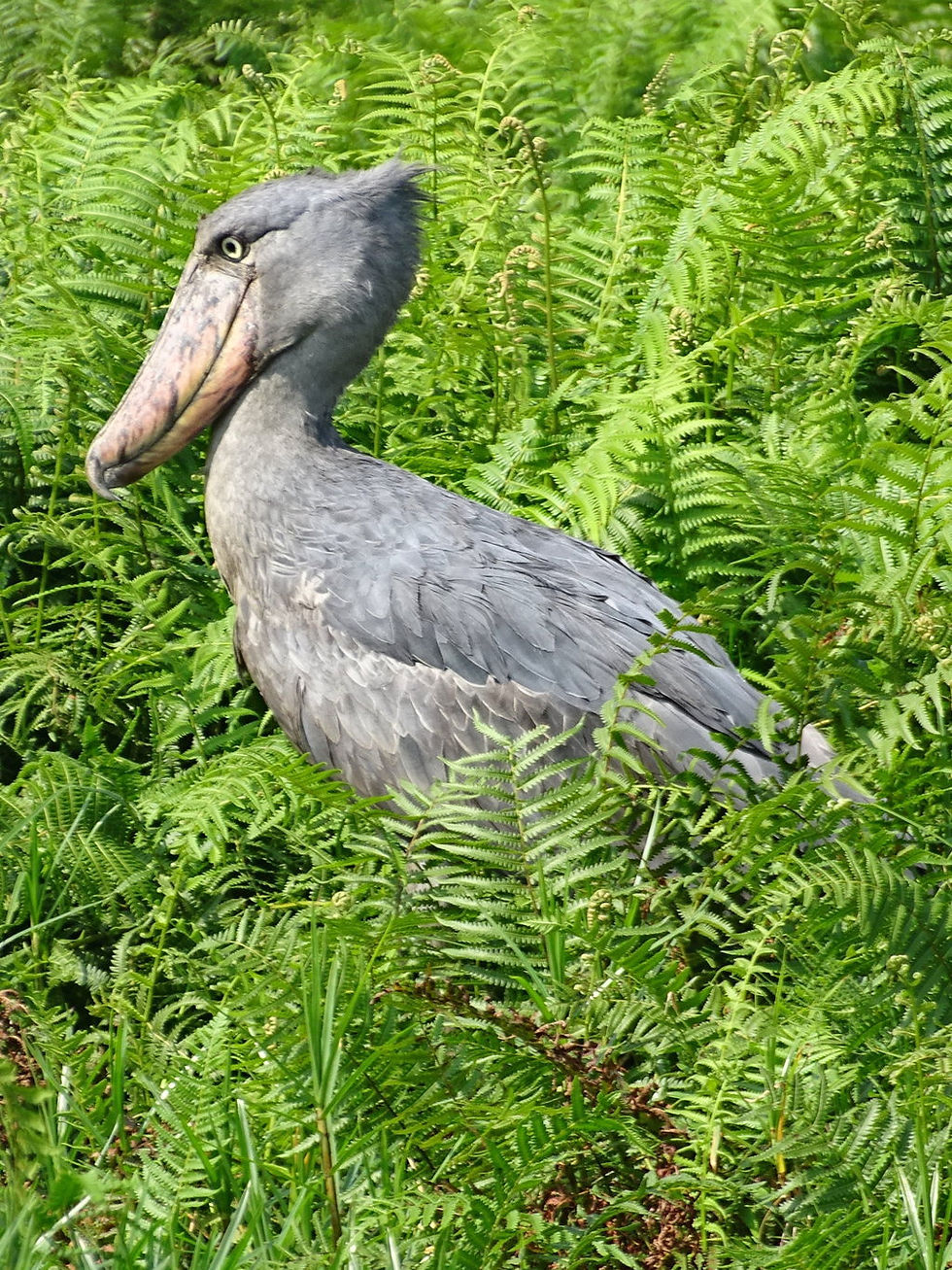 Uganda - Queen Elizabeth NP